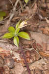 Large whorled pogonia